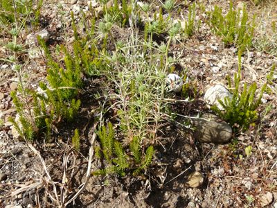 Eryngium bocconei / Calcatreppola di Boccone